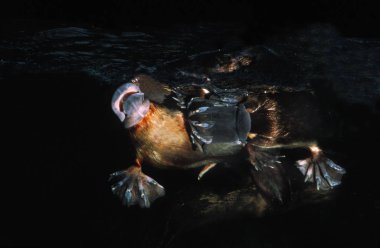 Ornithorynque ornithorhynchus anatinus