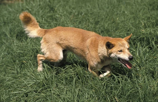 Dingo canis familiaris dingo — Stockfoto