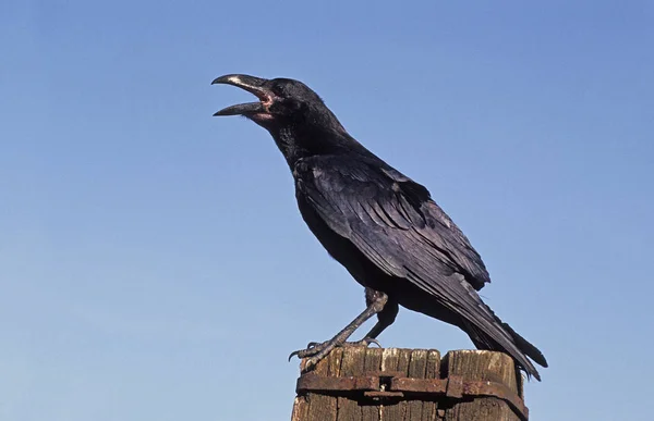Grand Corbeau corvus corax — Fotografia de Stock