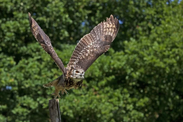 HIBOU GRAND DUC CAP CAP bubo capensis — стоковое фото