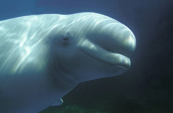 Beluga Delphinapterus leucas — Stockfoto