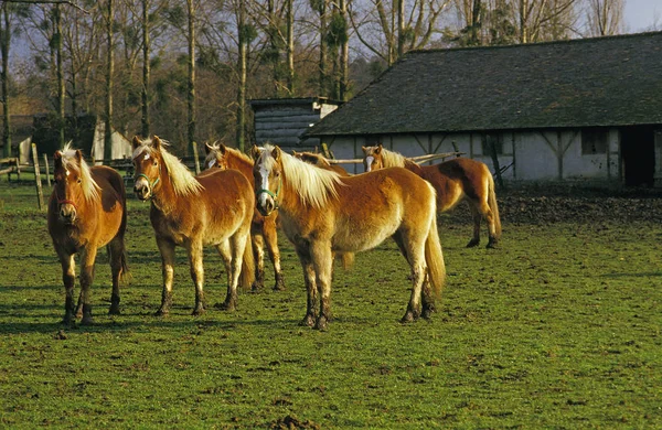 Haflinger. — Foto de Stock