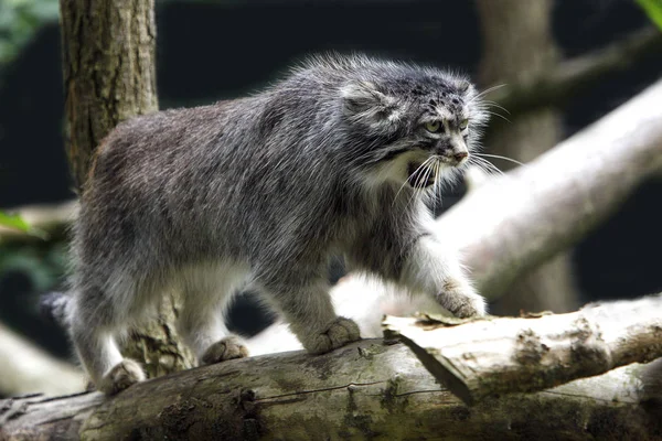 MANUL otocolobus manul — Stock Photo, Image