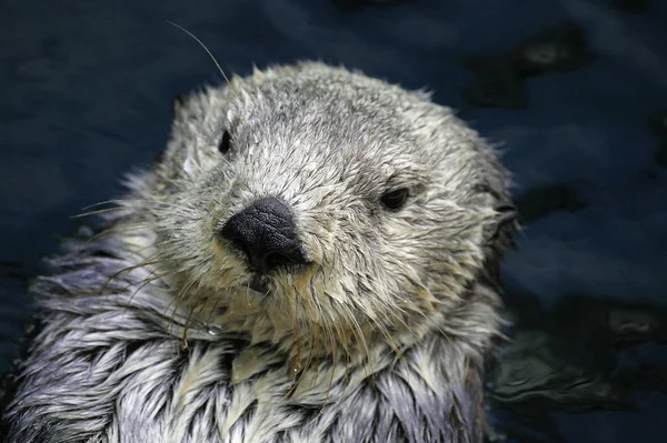 Loutre de mer enhydra lutris — Photo