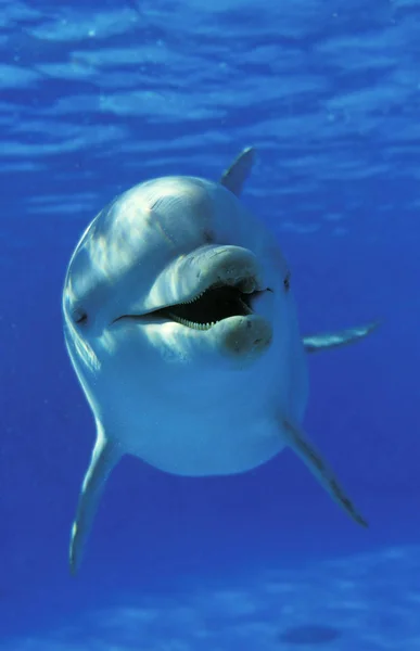 GRAND DAUPHIN tursiops truncatus — Stock Photo, Image