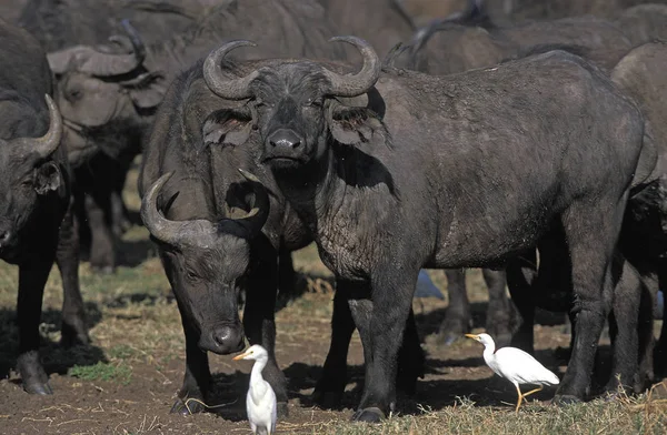 Buffel D 'Afrique syncerus caffer — Stockfoto
