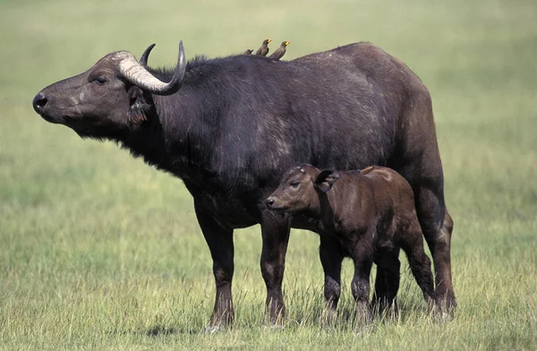 Caffer de Buffle d'Afrique syncerus — Photo