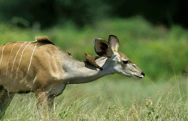 Grande Koudou tragelaphus strepsiceros — Fotografia de Stock