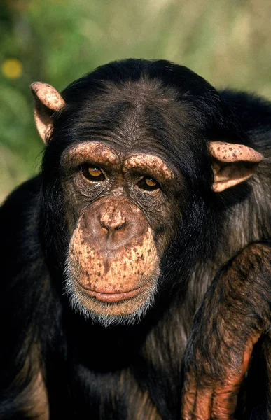 Chimpanze pan troglodytes — Fotografia de Stock