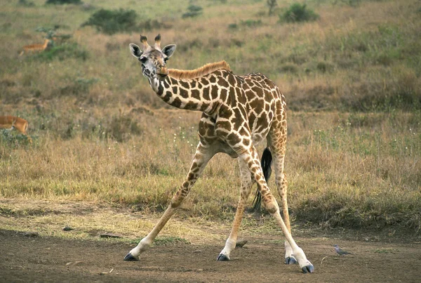 Żyrafa De Rothschild żyrafa camelopardalis rothschildi — Zdjęcie stockowe