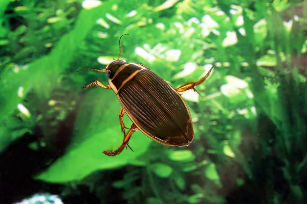 Dytique Borde dytiscus marginalis — Fotografia de Stock