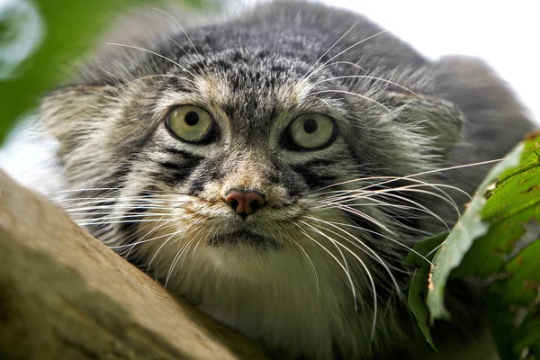 MANUL Reccolobus manul — стоковое фото