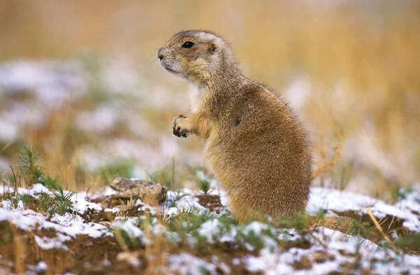 Chien De Prairie cynomys ludovicianus — Stockfoto