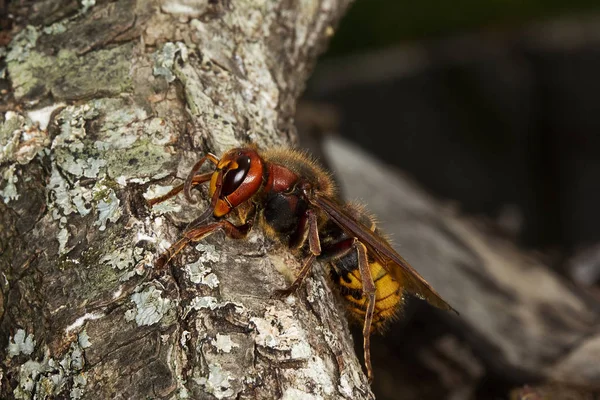 Frelon vespa crabo — Foto de Stock