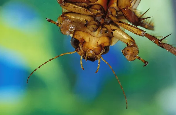 Dytique Borde dytiscus marginalis — Fotografia de Stock