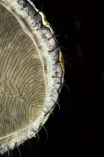 ORMEAU haliotis midae — Stock Photo, Image
