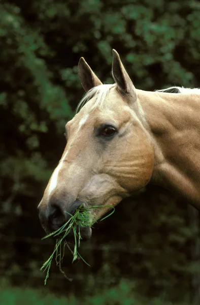 Caballo de cuarto — Foto de Stock