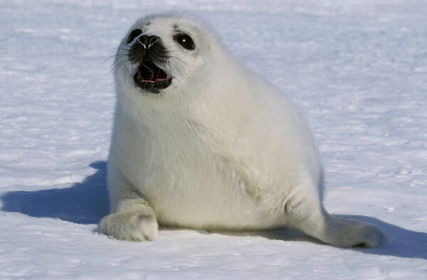 PHOQUE DU GROENLAND pagophilus groenlandicus