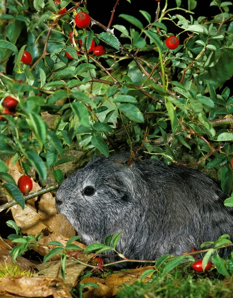 Cobaye Domestique A Poil Długa porcelana cavia — Zdjęcie stockowe