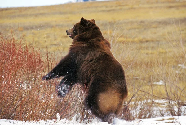 Nosso Kodiak ursus arctos middendorffi — Fotografia de Stock