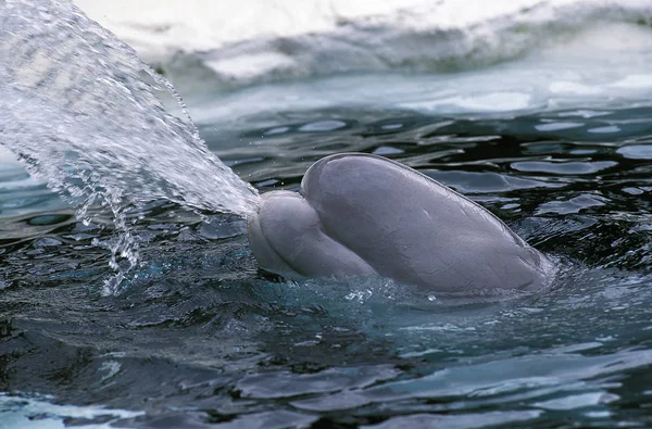 Beluga Delphinapterus leucas —  Fotos de Stock