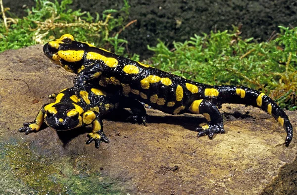 Salamandre Tachetee szalamandra szalamandra — Stock Fotó