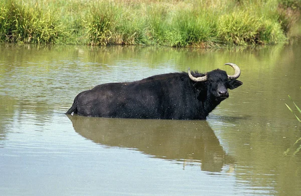 BUFFLE DE L'INDE bubalus arnee — Stok fotoğraf