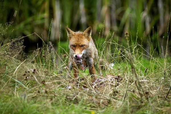 Renard Roux vulpes — Foto de Stock