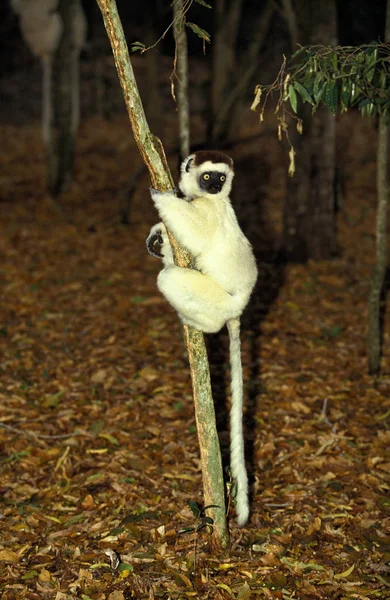 Propietario De Verreaux propithecus verreauxi —  Fotos de Stock