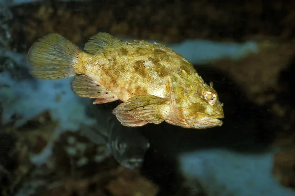 RASCASSE BRUNE scorpaena porcus — Stok fotoğraf