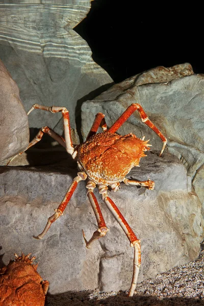 Crabe Araignee Geant Du Japan on macrocheira kaempferi — 图库照片