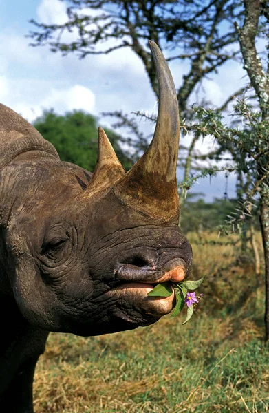 Rhinoceros Noir diceros bicornis — Zdjęcie stockowe
