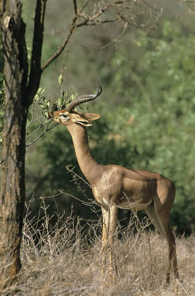 GAZELLE DE WALLER litocranius walleri — Stock Photo, Image