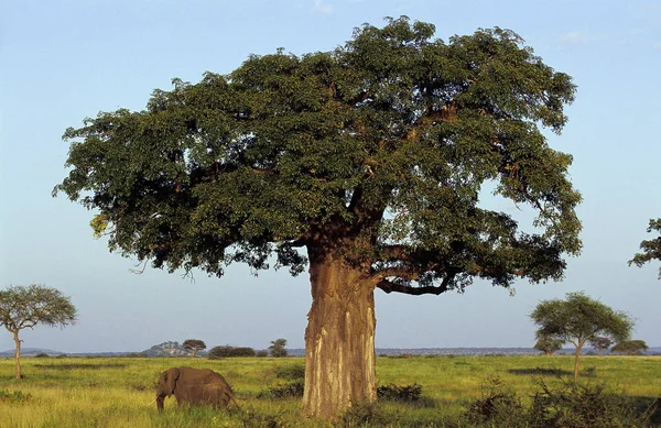 Baobab — Stockfoto