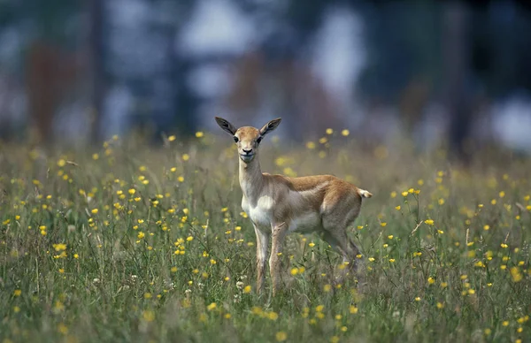 Antilope Cervicapre antilope cervicapra — Stok fotoğraf