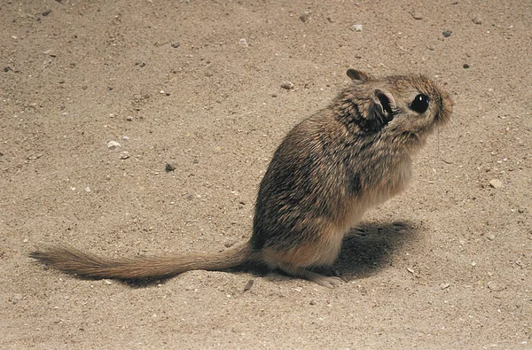 Gerbille Des Champs gerbillus campestris — Fotografia de Stock