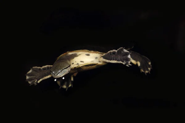 Tortue De Saint Hilaire phrynops hilarii — Foto de Stock