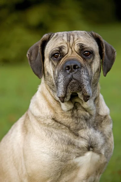 Cane corso — Stock fotografie