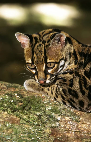 Margay leopardus wiedi 2. — Photo