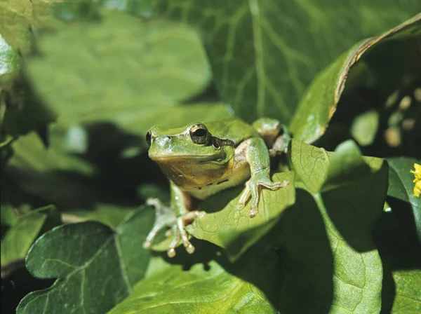 RAINETTE VERTE hyla arborea — Stock Photo, Image