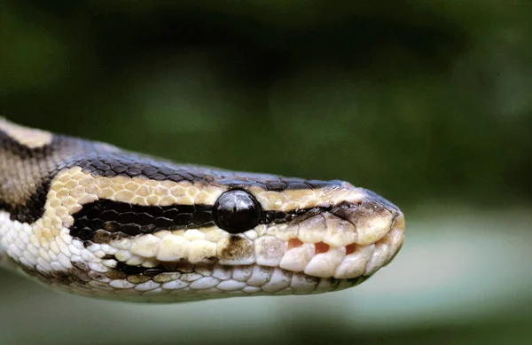 Python Royal Python regius — Φωτογραφία Αρχείου