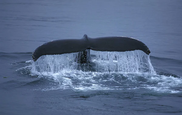 Baleine A Bosse megaptera novaeangliae — стокове фото