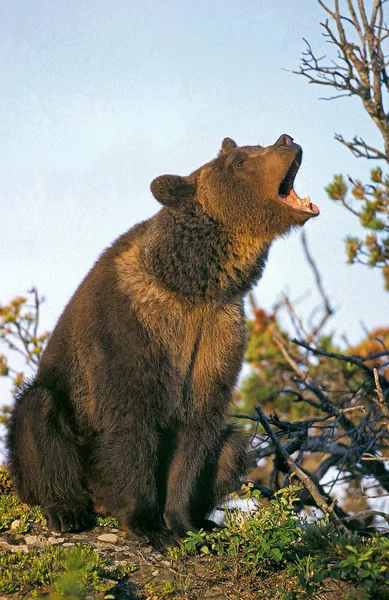 Vår Grizzly ursus arctos horribilis — Stockfoto