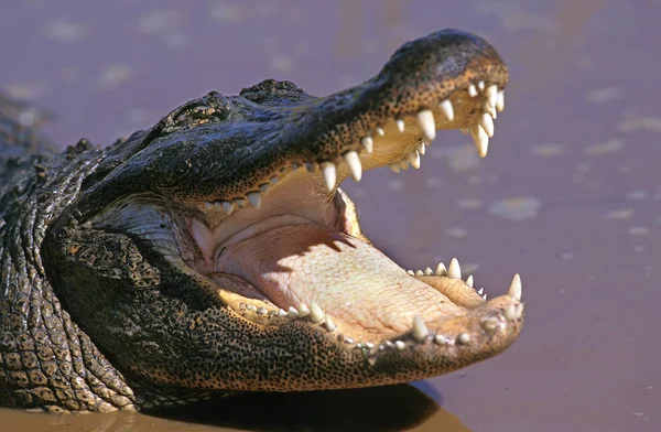 Alligator Americain alligator mississipiensis — Foto de Stock