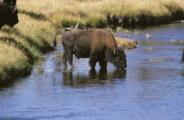 Bison D'Amerique bison bison — Photo