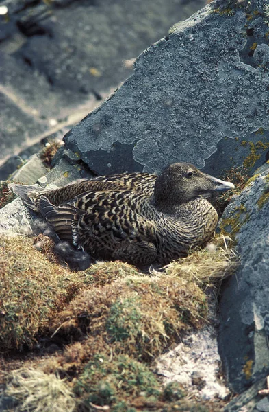 ᐈ Eider Duck Stock Pictures Royalty Free Eider Duck Images