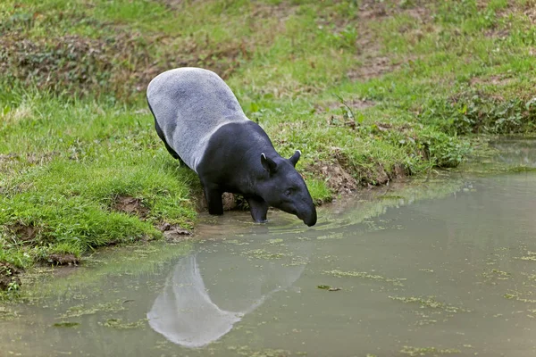 Tapir De Malaisie tapírus indicus — Stock Fotó