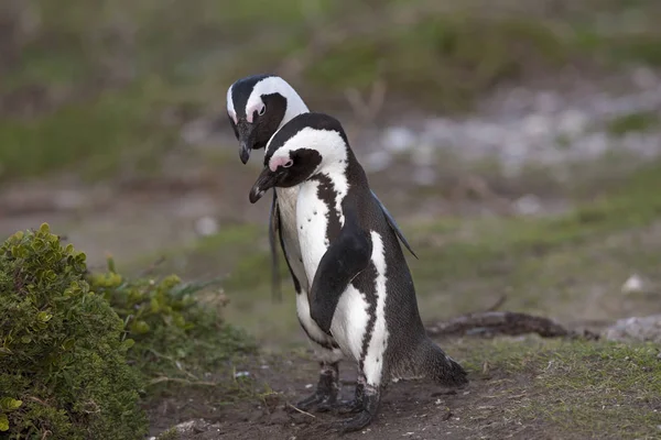 Manchot Du Cap spheniscus demersus — Stock fotografie