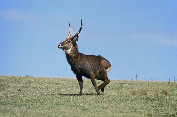 Cobe Defassa kobus ellipsiprymnus defassa — Stockfoto