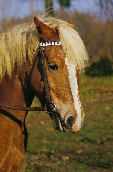 Haflinger-félék — Stock Fotó